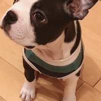 マメ